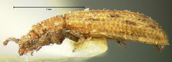 Media type: image;   Entomology 7034 Aspect: habitus lateral view